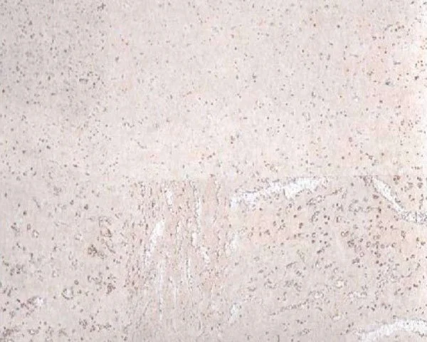 Настенное пробковое покрытие CorkArt PW 386 WS в Ульяновске